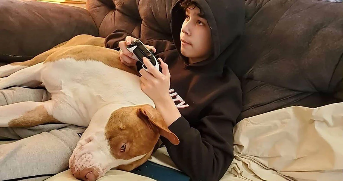 Perro rescatado salva la vida de su hermano
