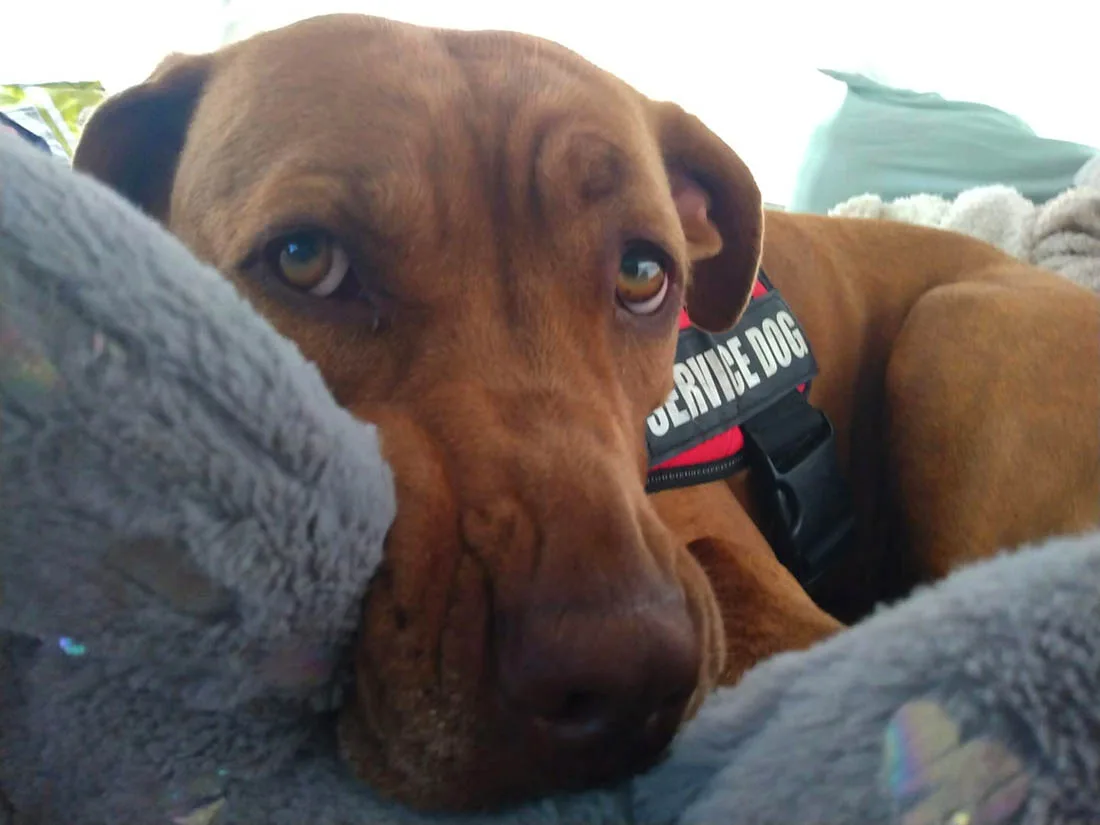 Perro robado exige un abrazo