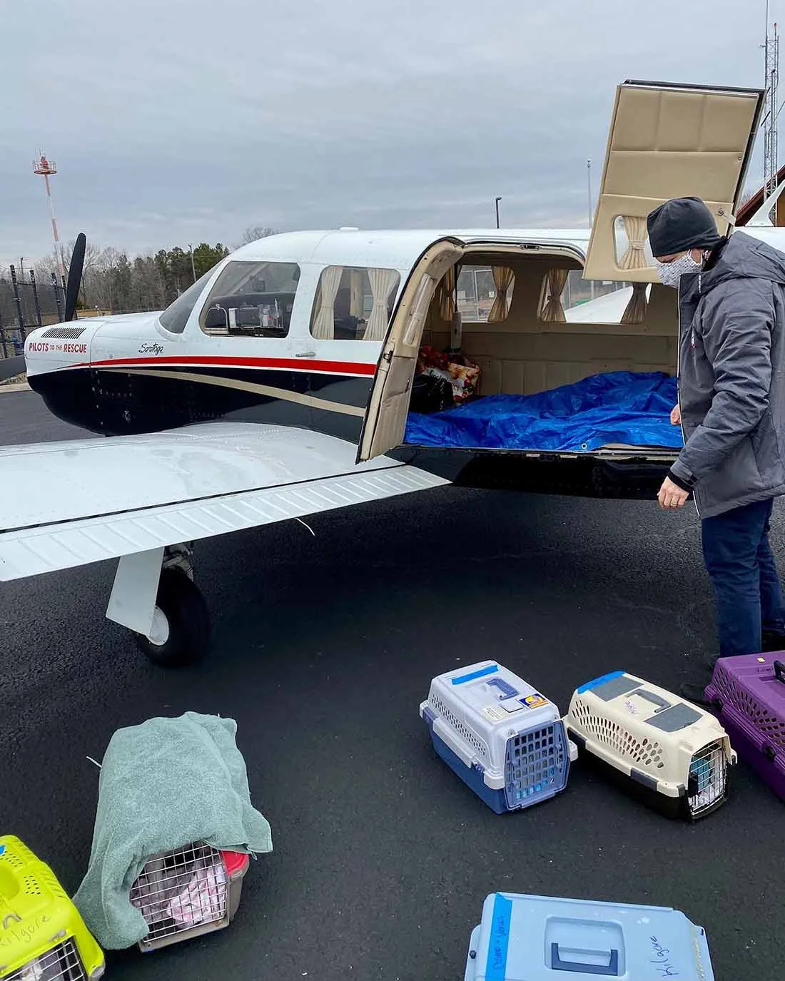 Piloto transporta gatitos en su avión