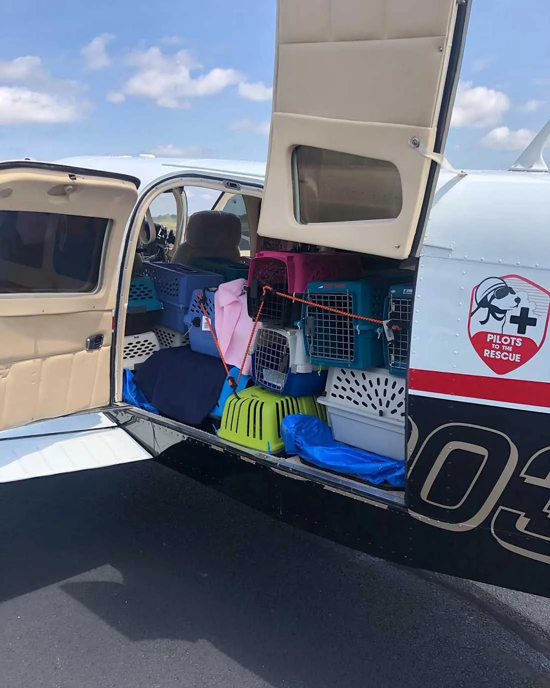 Piloto vuela con más de 50 gatos rescatados