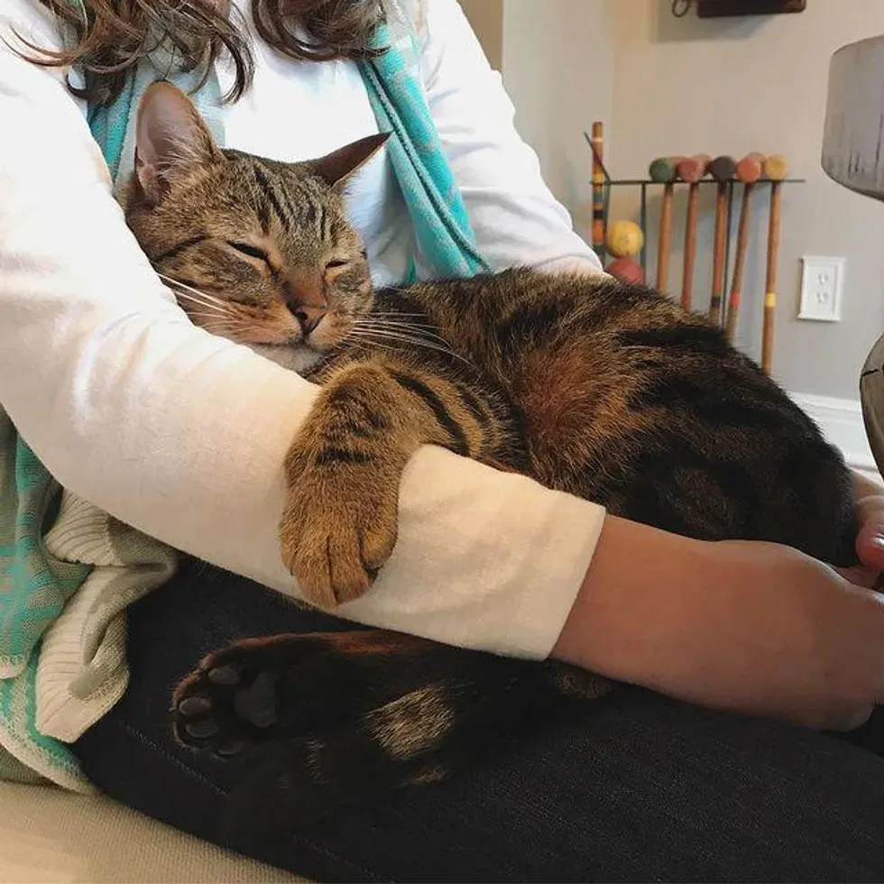 Rigby adoptado