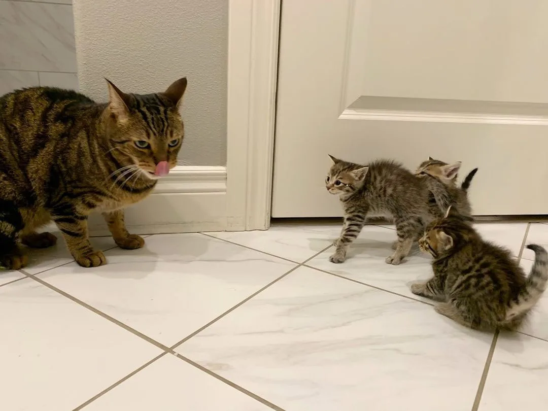 Rigby enseñando gatitos