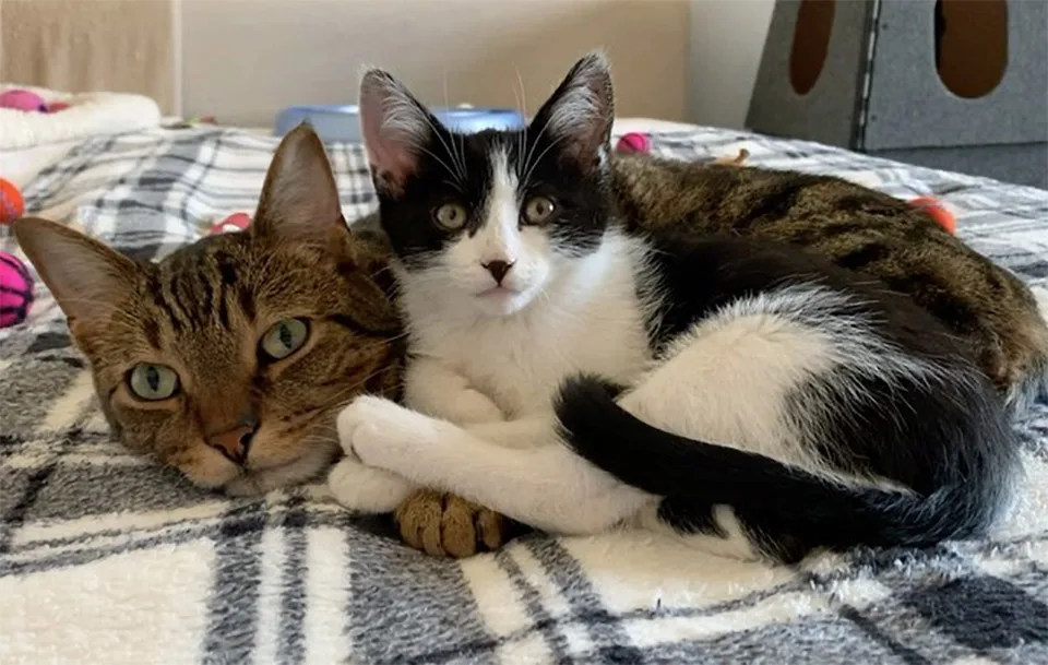Rigby y gatito