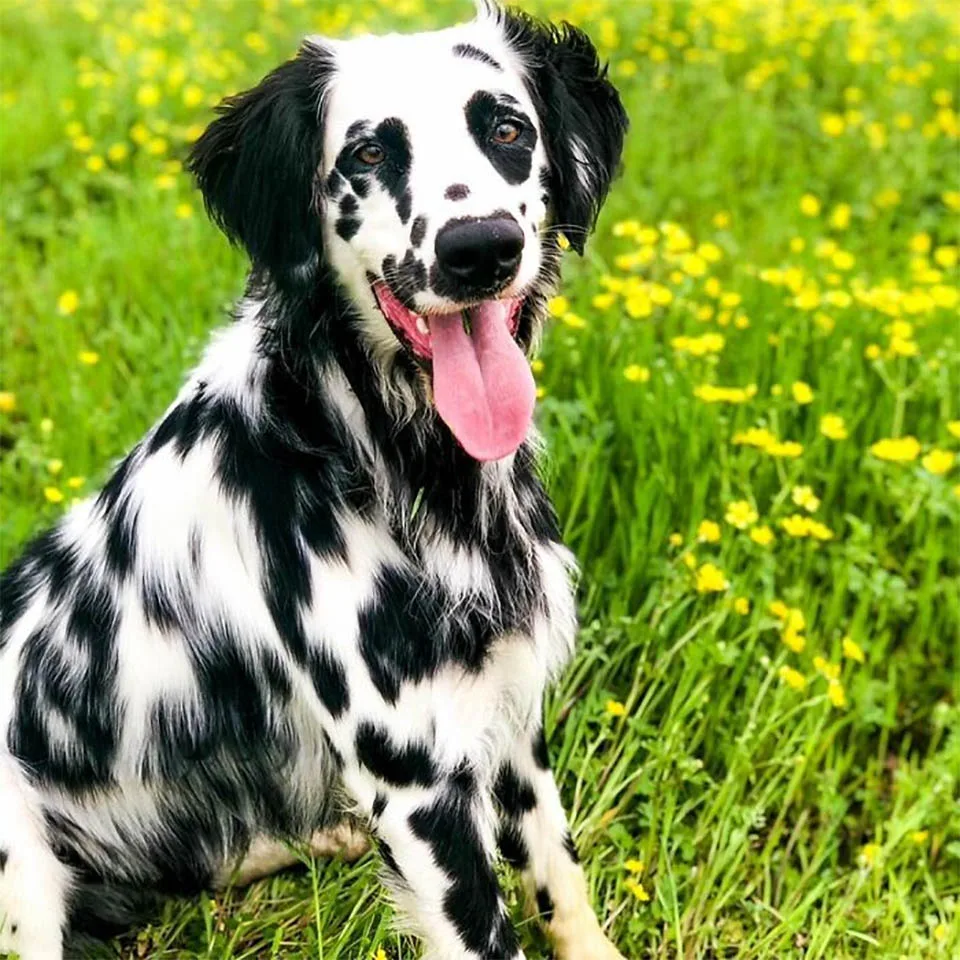 Este adorable perro Oakley