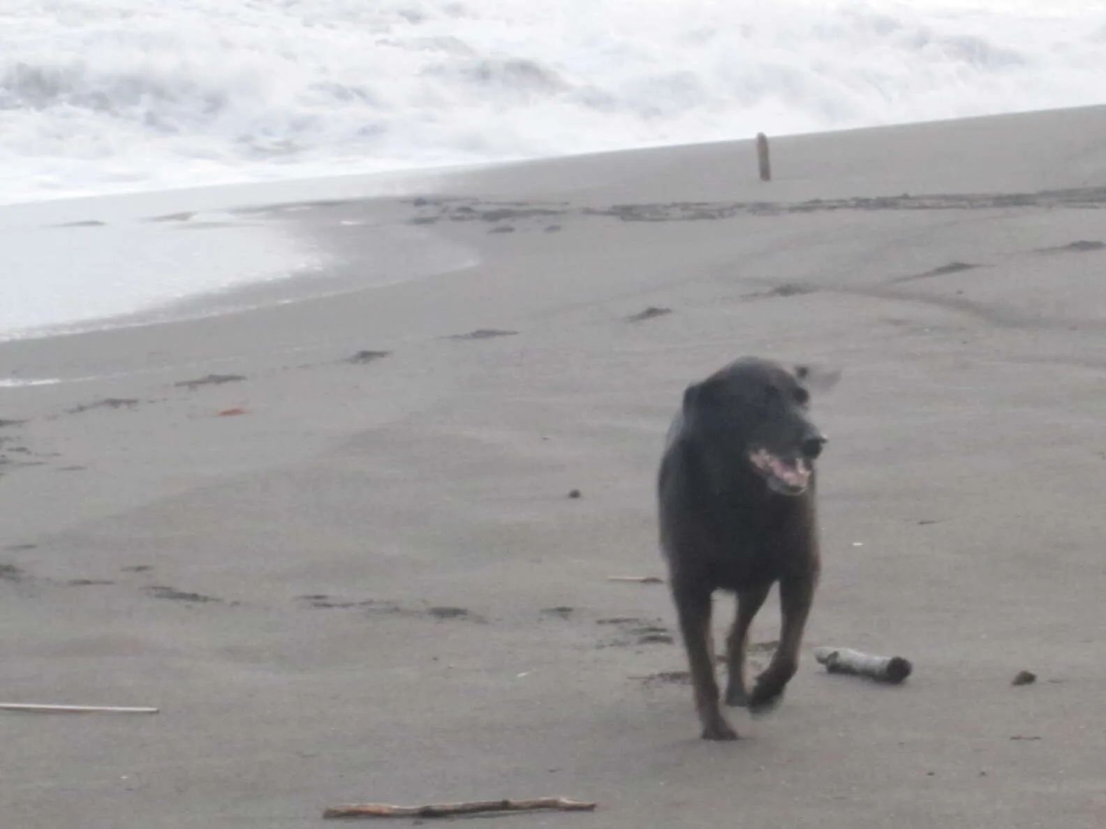 Adorable perrito en la playa
