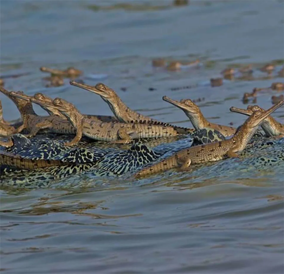 Bebés cocodrilos