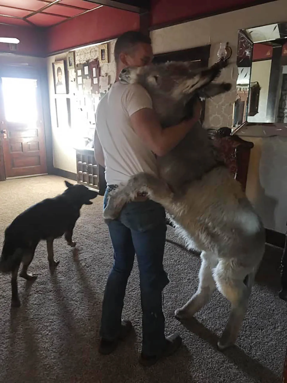 Burro saluda a su padre adoptivo