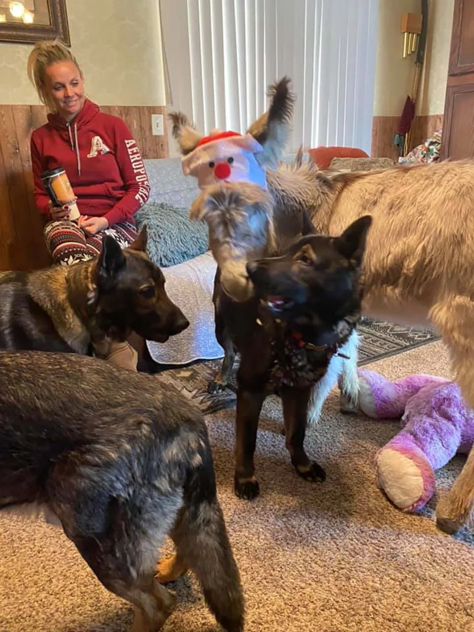 Burro y perritos juntos