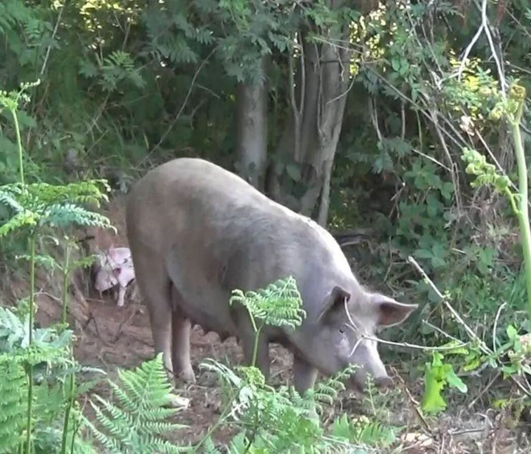 Cerdita embarazada escapa granja