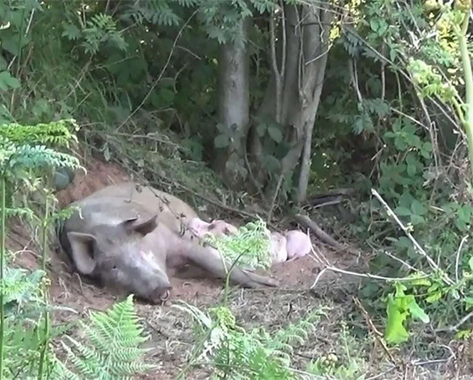 Cerdita embarazada escapa