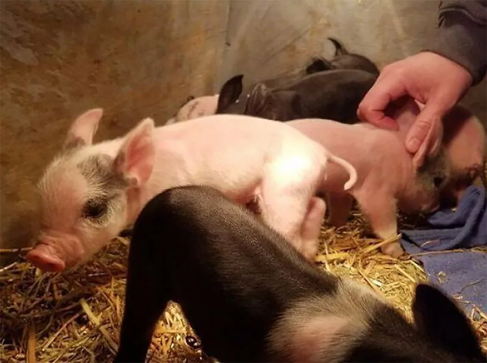 Cerdito obtiene oportunidad