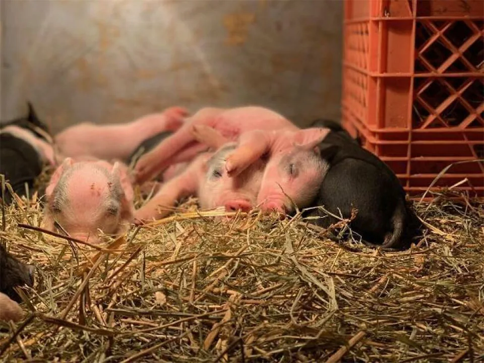 Cerdito obtiene una oportunidad