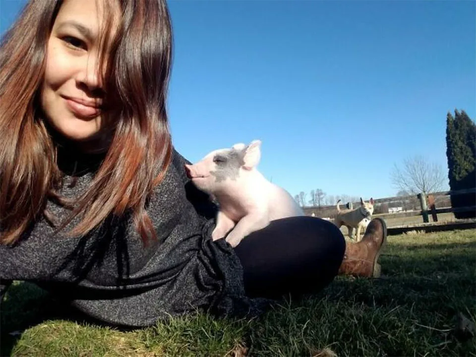 Cerdito que obtiene oportunidad