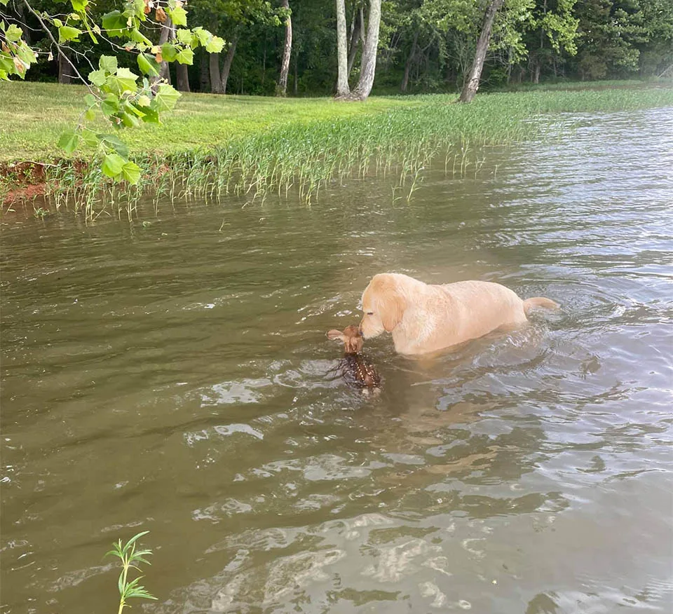 Cervatillo con Harley