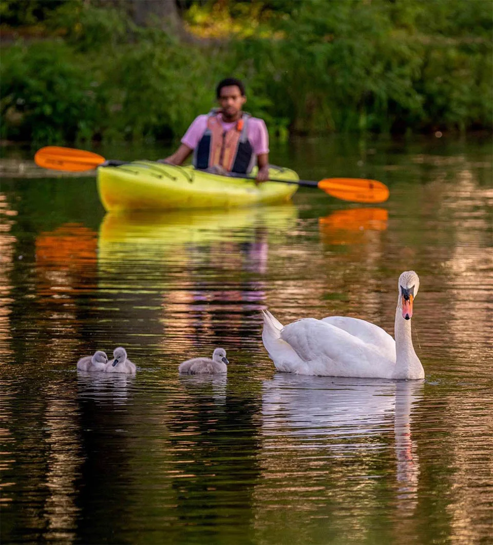 Cisnes nadando
