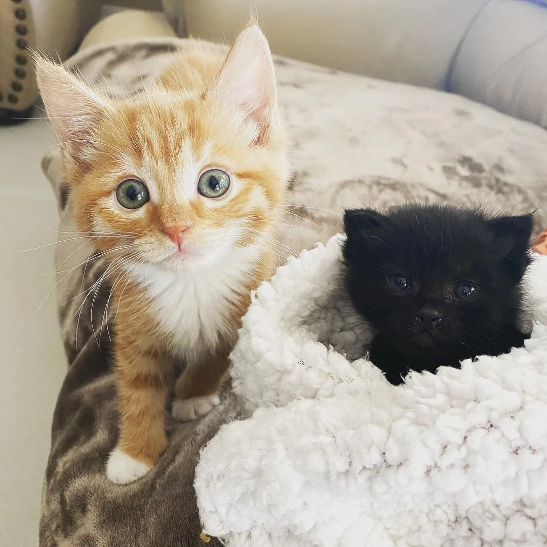 Dos lindos felinos