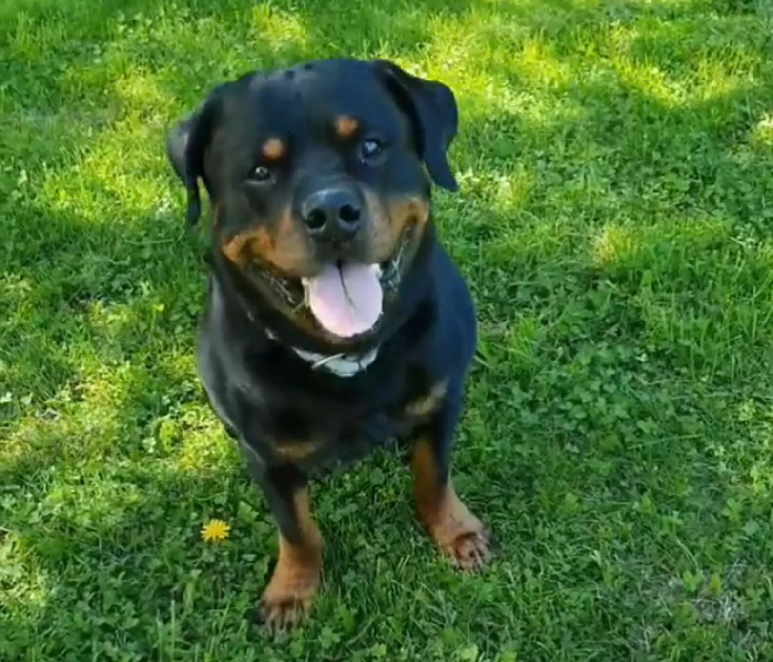 Dulce rottweiler consuela a un hombre