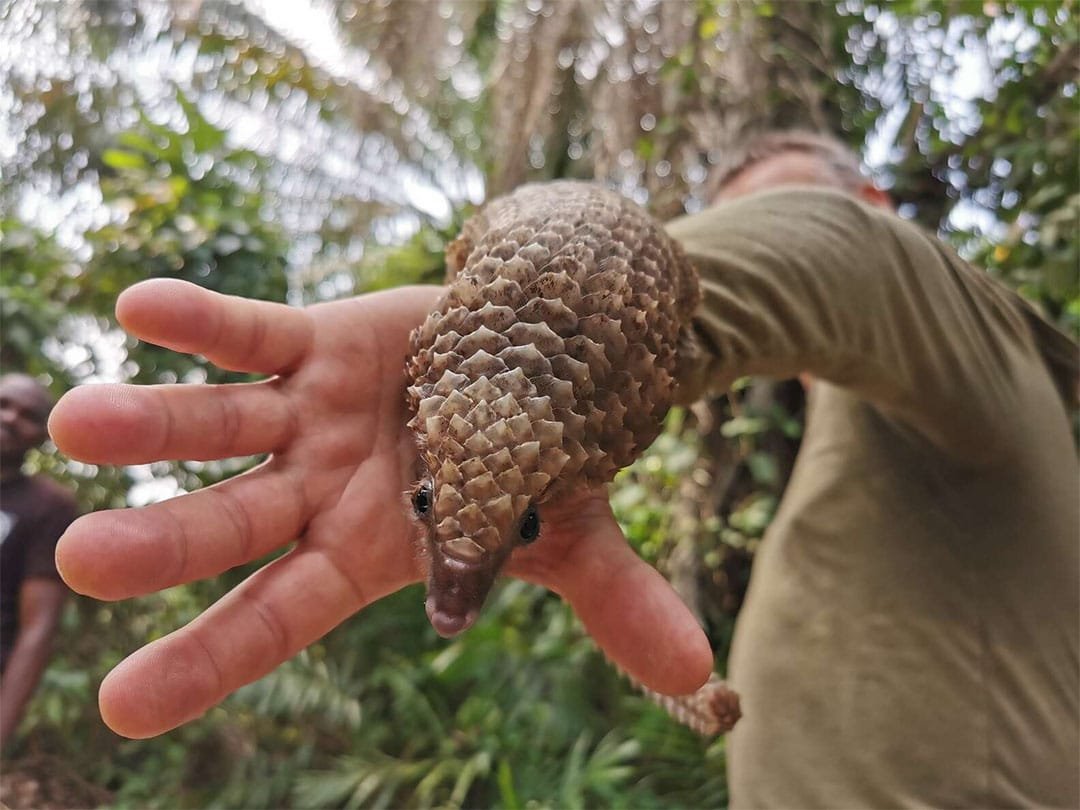 Este pequeño pangolín