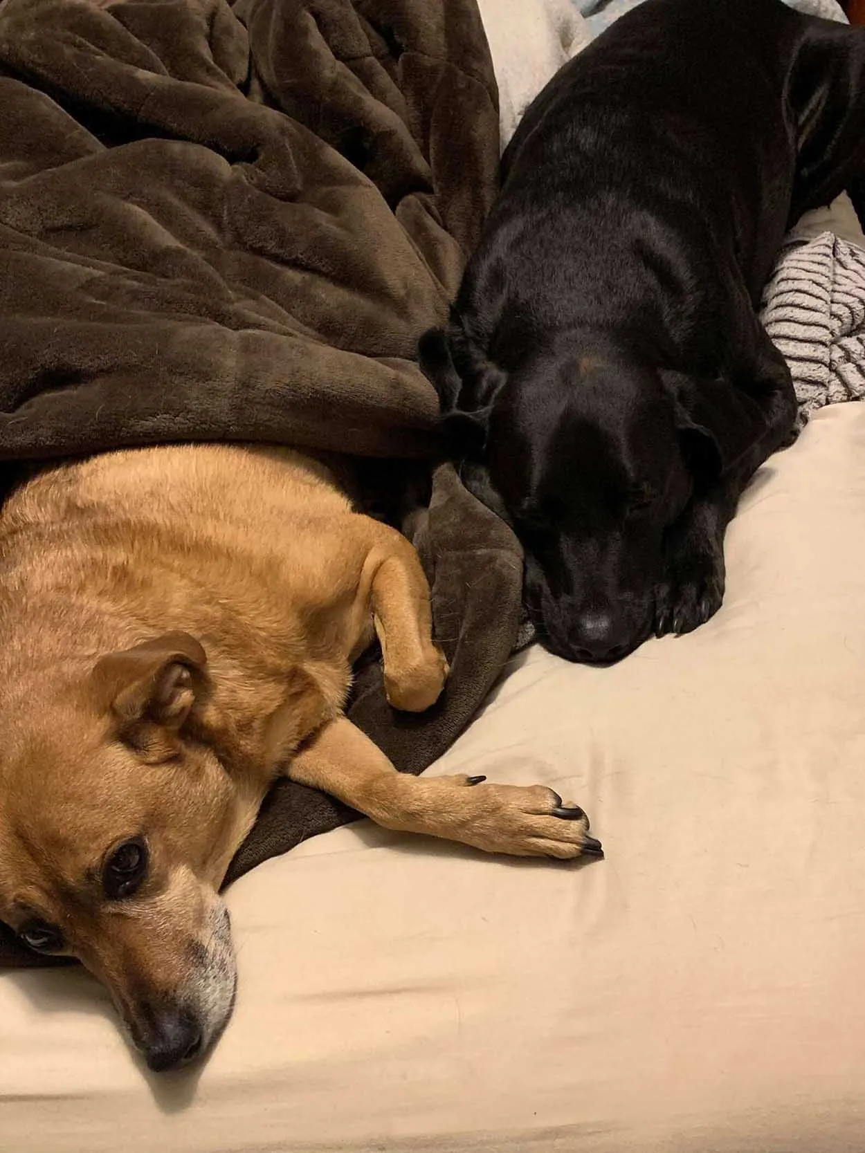 Este perro sabe cómo ayudar a su hermana ansiosa