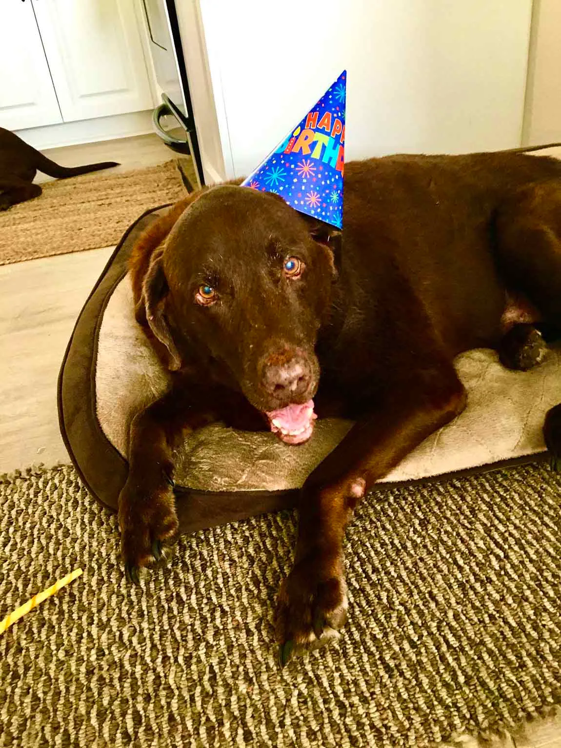 Familia se asegura de que su perro reciba atención por su cumpleaños