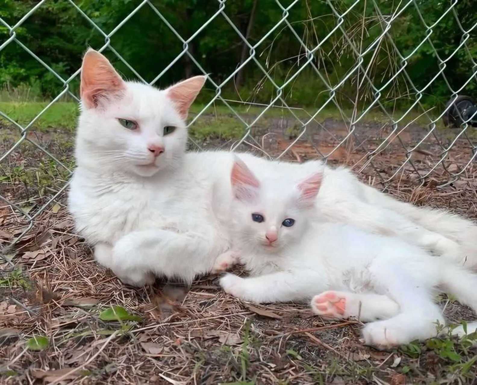 Gatita y su pequeño gatito