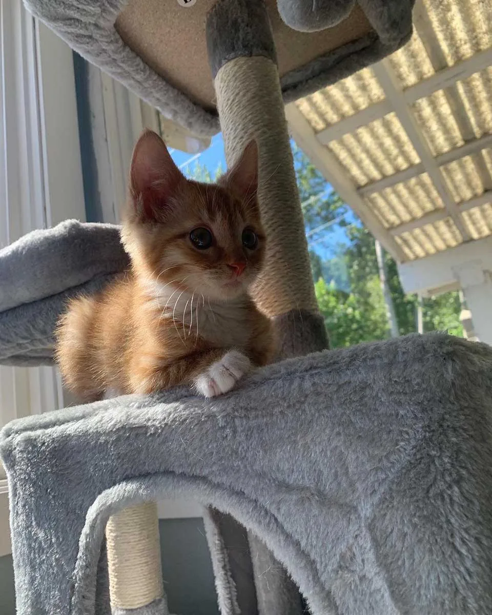 Gatito en el juguete