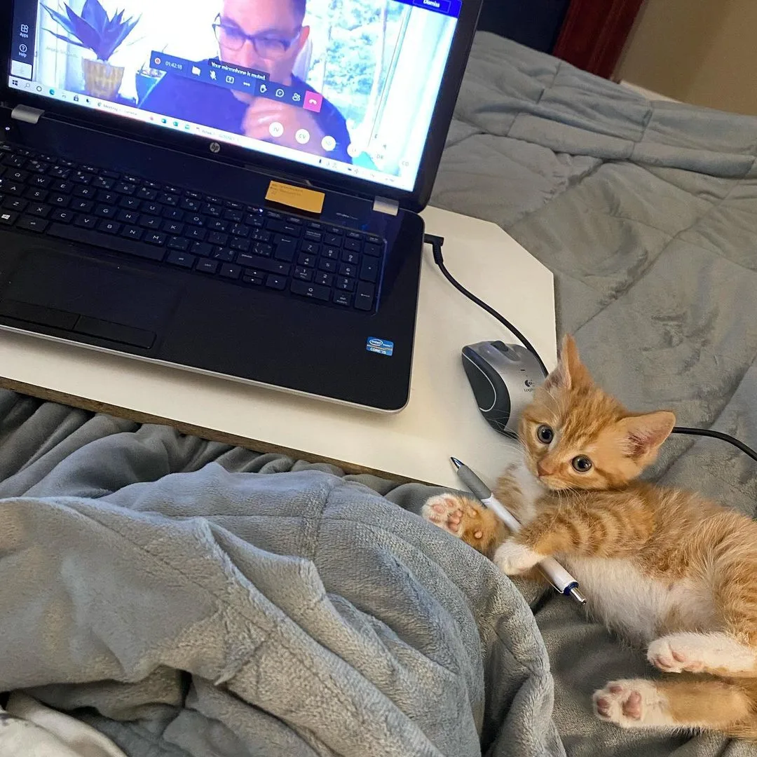 Gatito es tan feliz de ser atendido