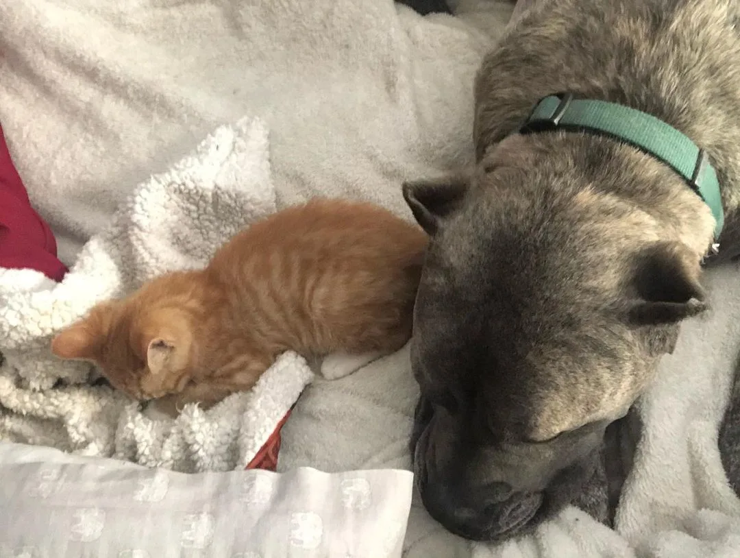 Gatito junto al perro