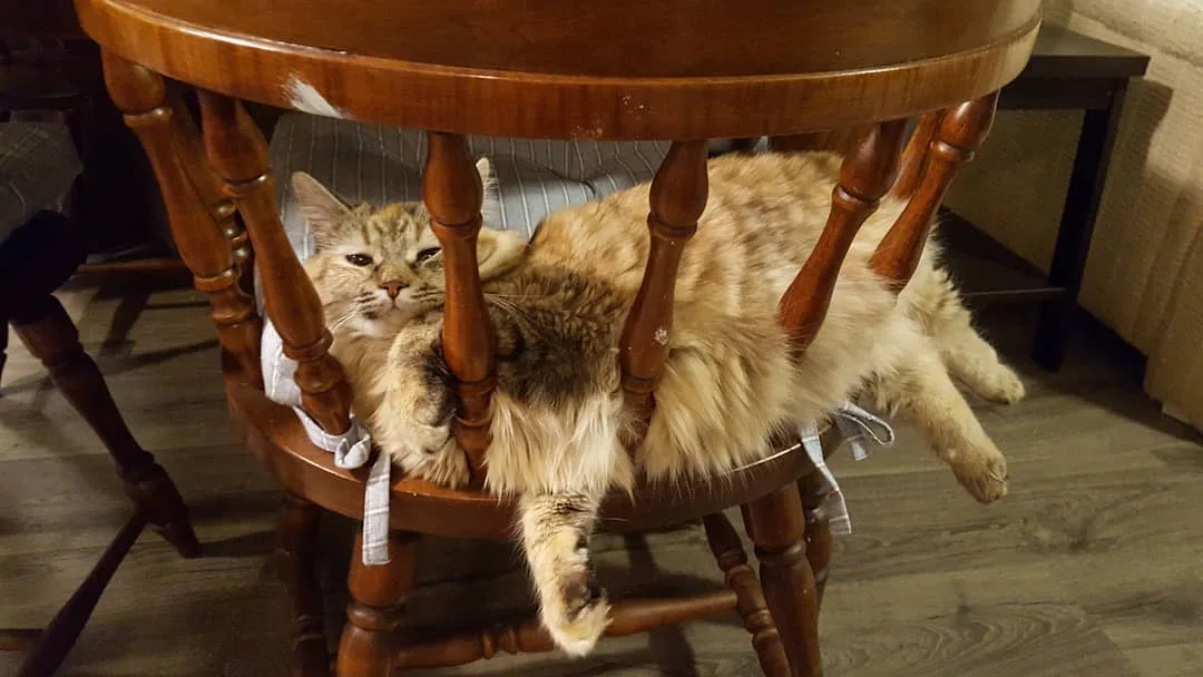 Gatito perezoso