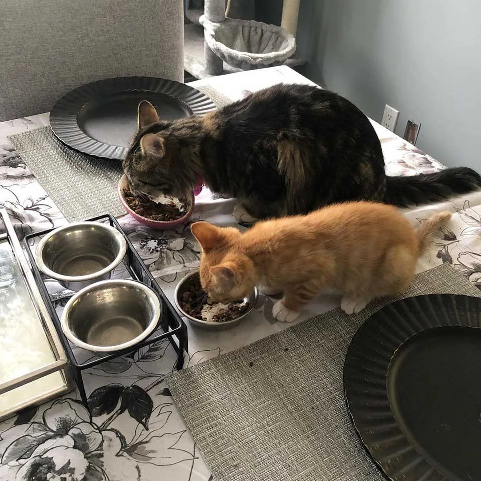 Gatitos cenando