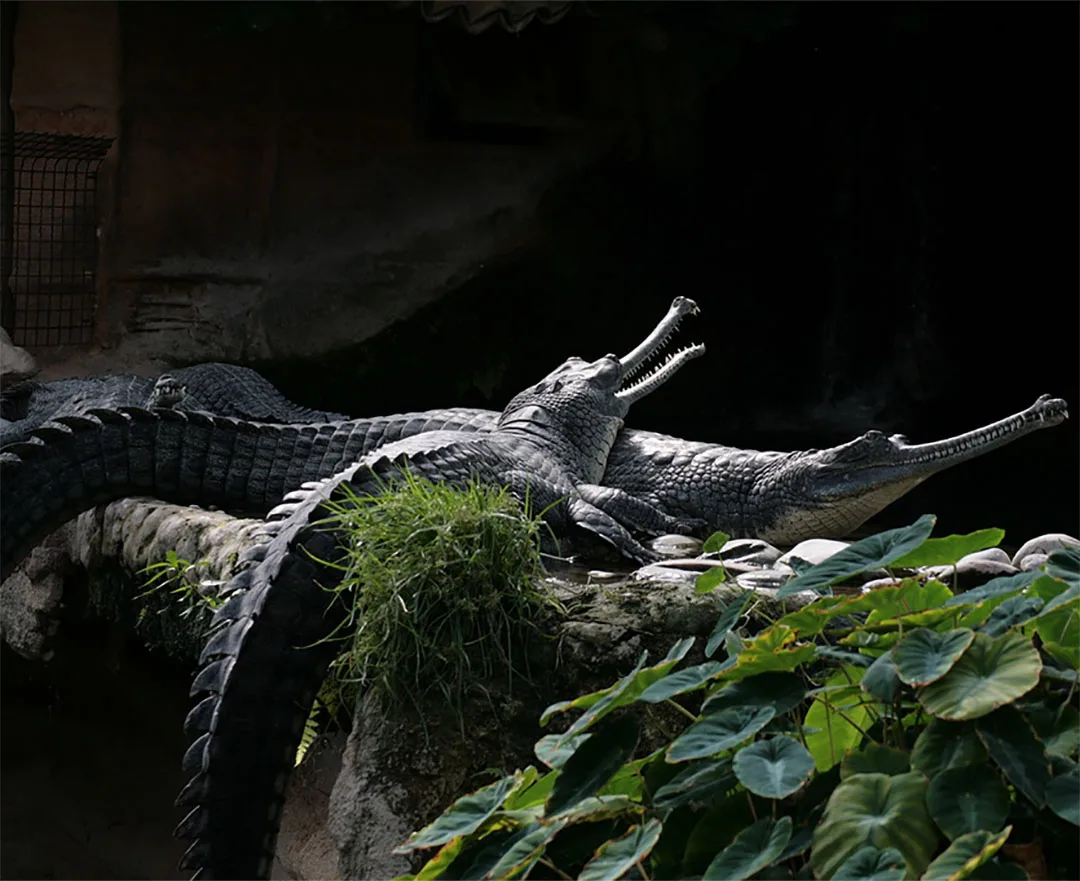 Gavial