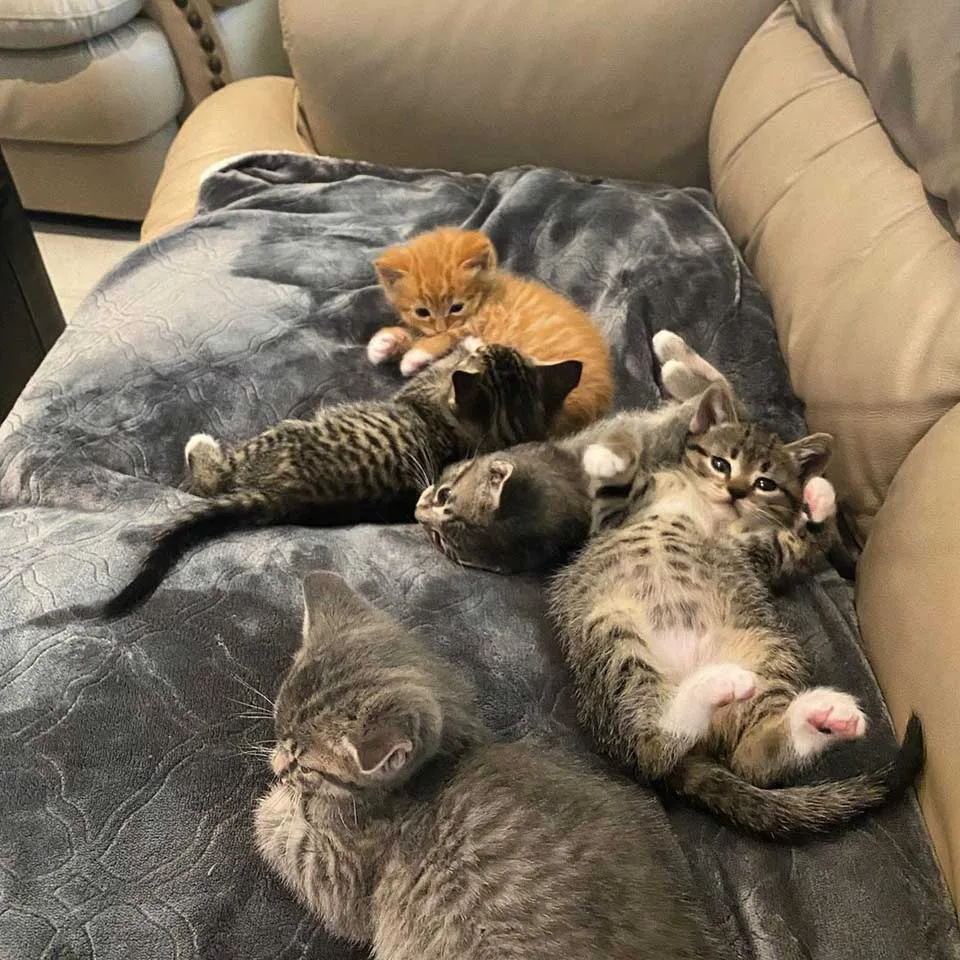 Grupo de gatitos