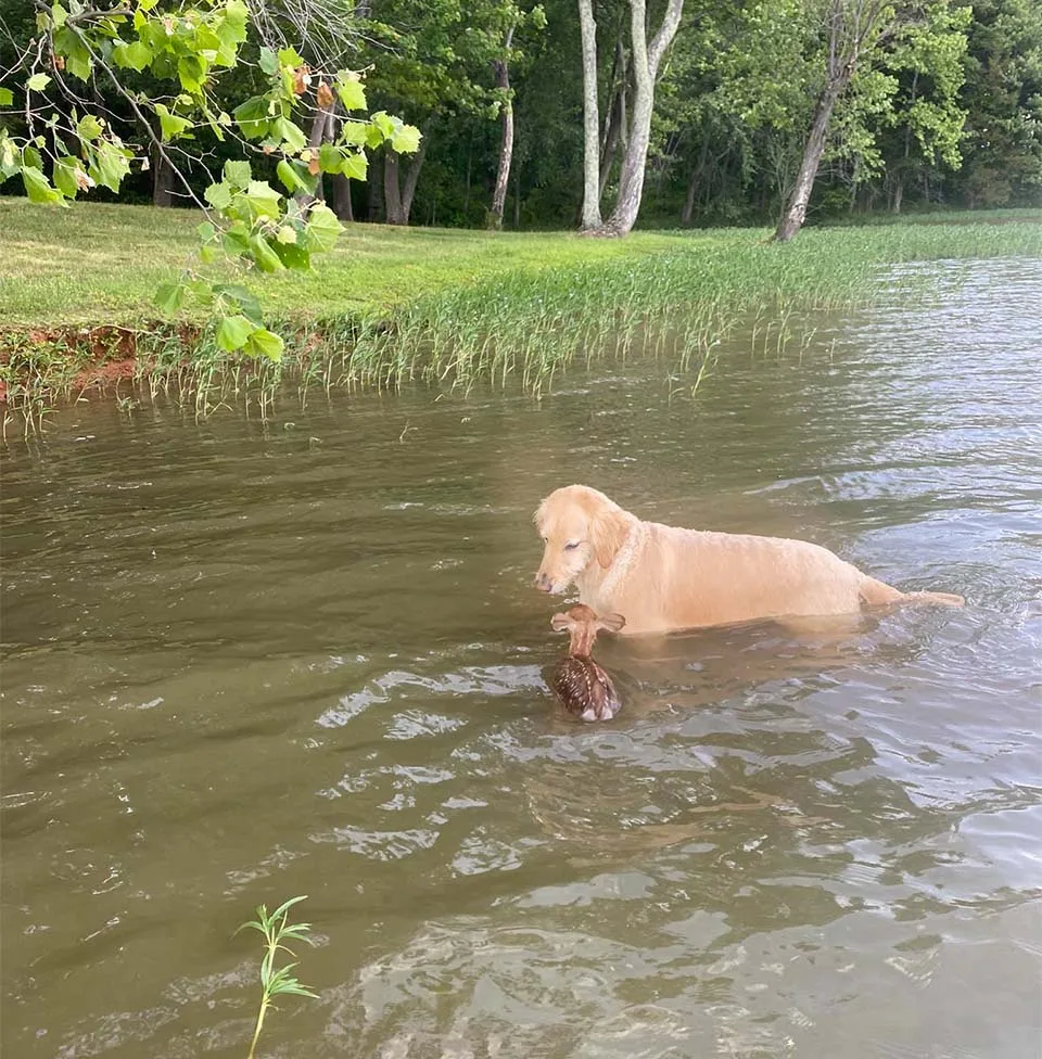Harley con cervatillo