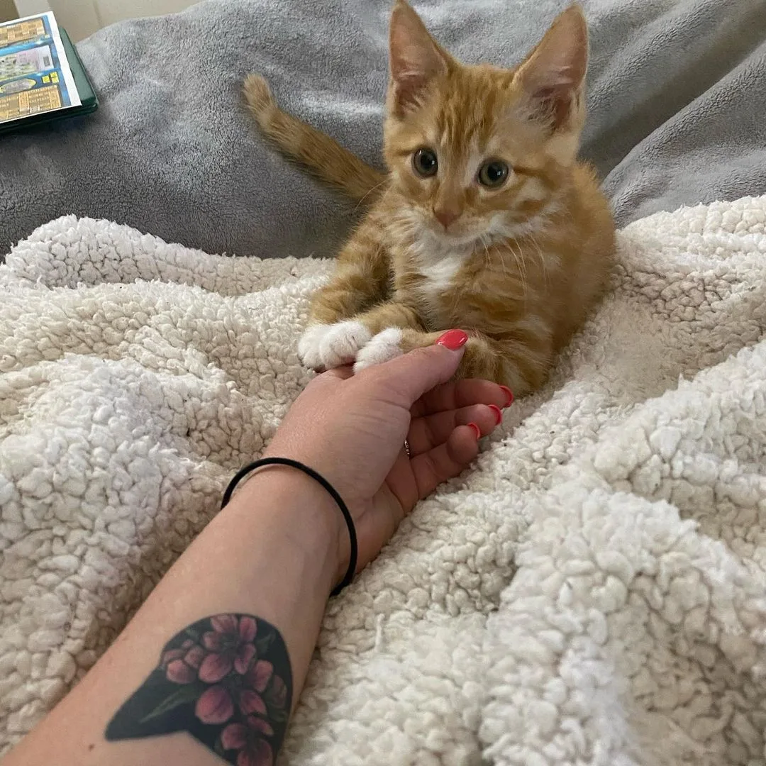 Hermoso gatito naranja