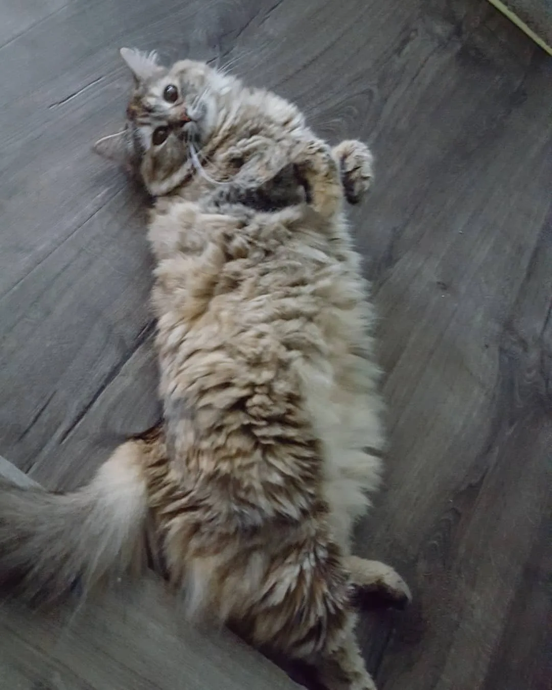 Hermoso gato esponjoso