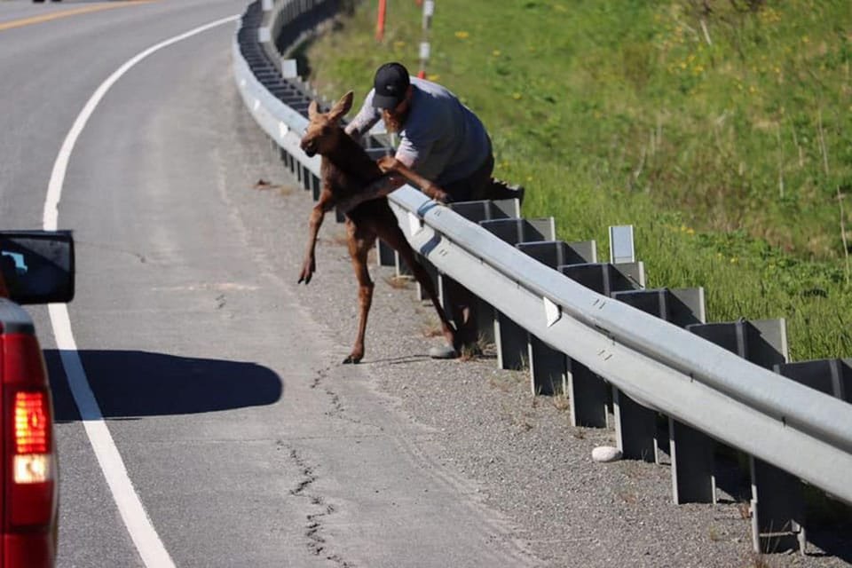 Hombre ayuda a un bebé alce a reunirse con su mamá