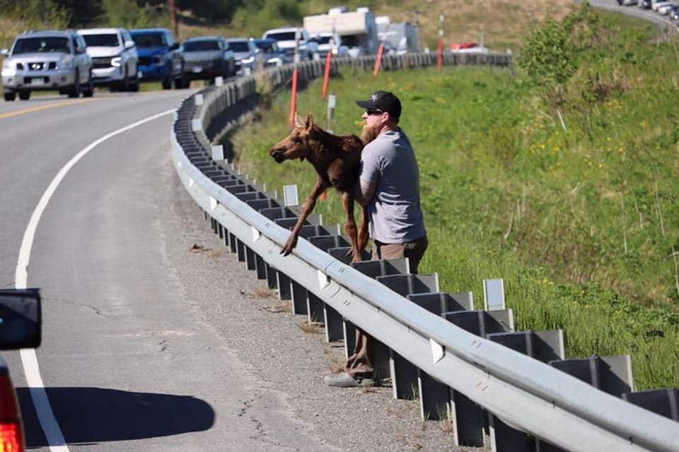 Hombre ayuda a un bebé alce