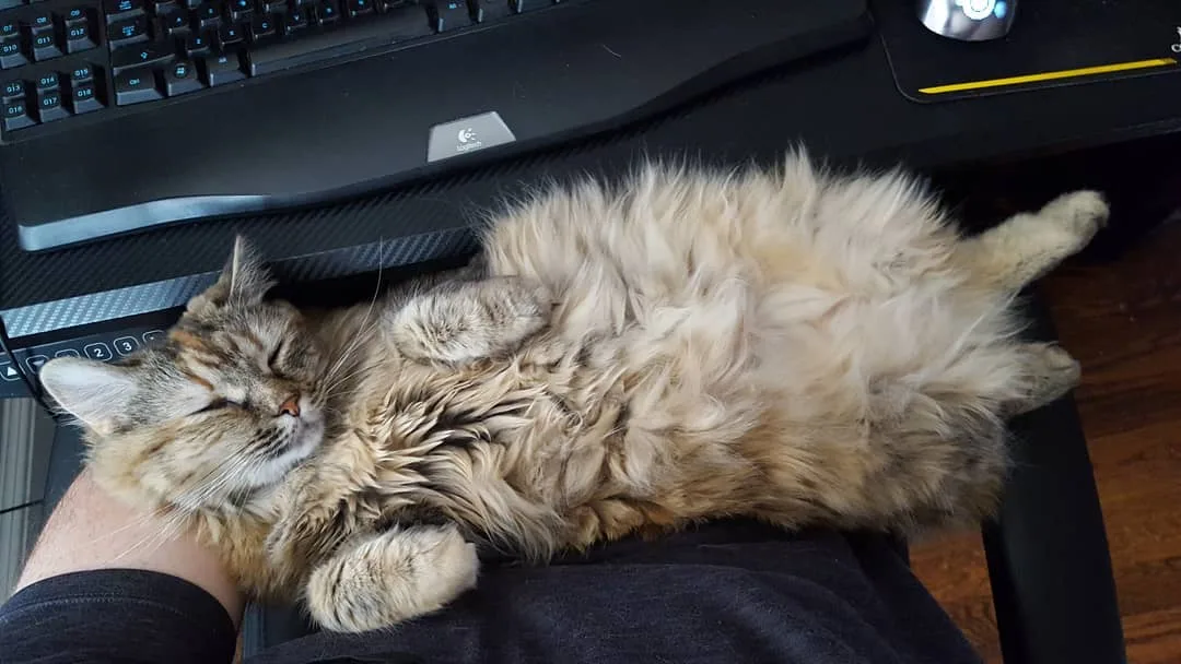 Hombre despierta con abrazos de su gatito todos los días