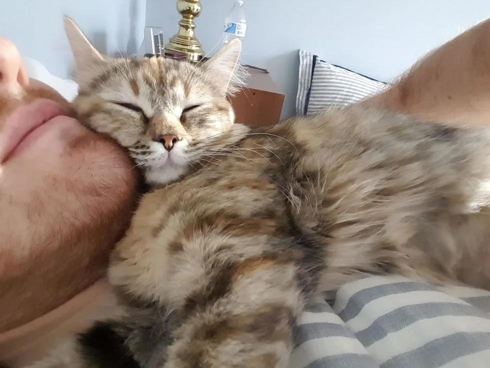 Hombre le da hogar a un gatito