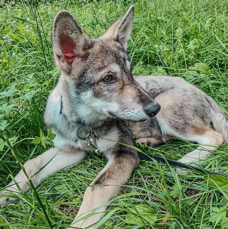 KIra creciendo