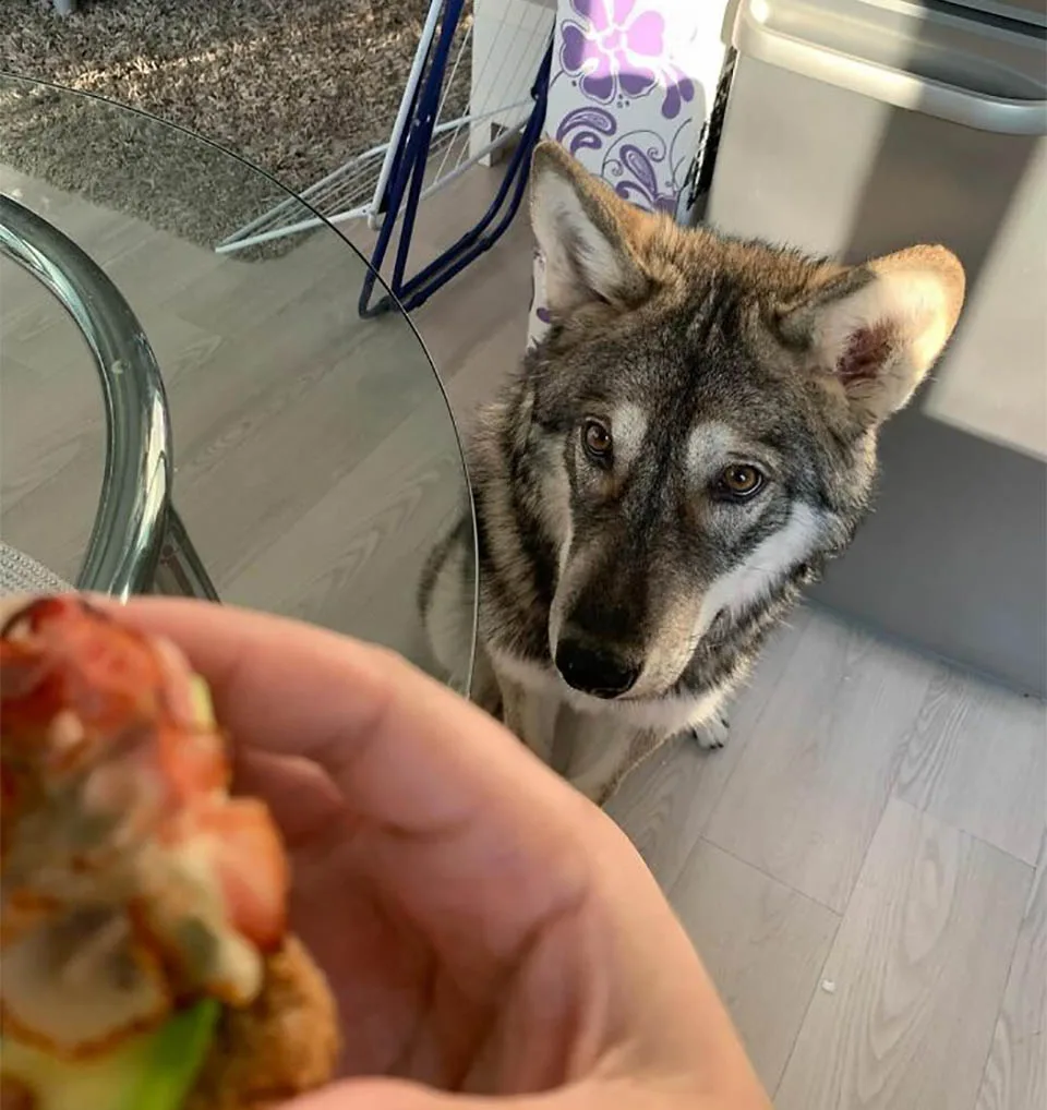 Kira domesticada