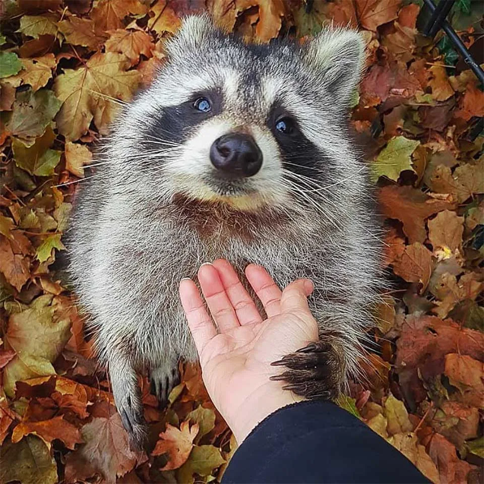 Little Hands visitando