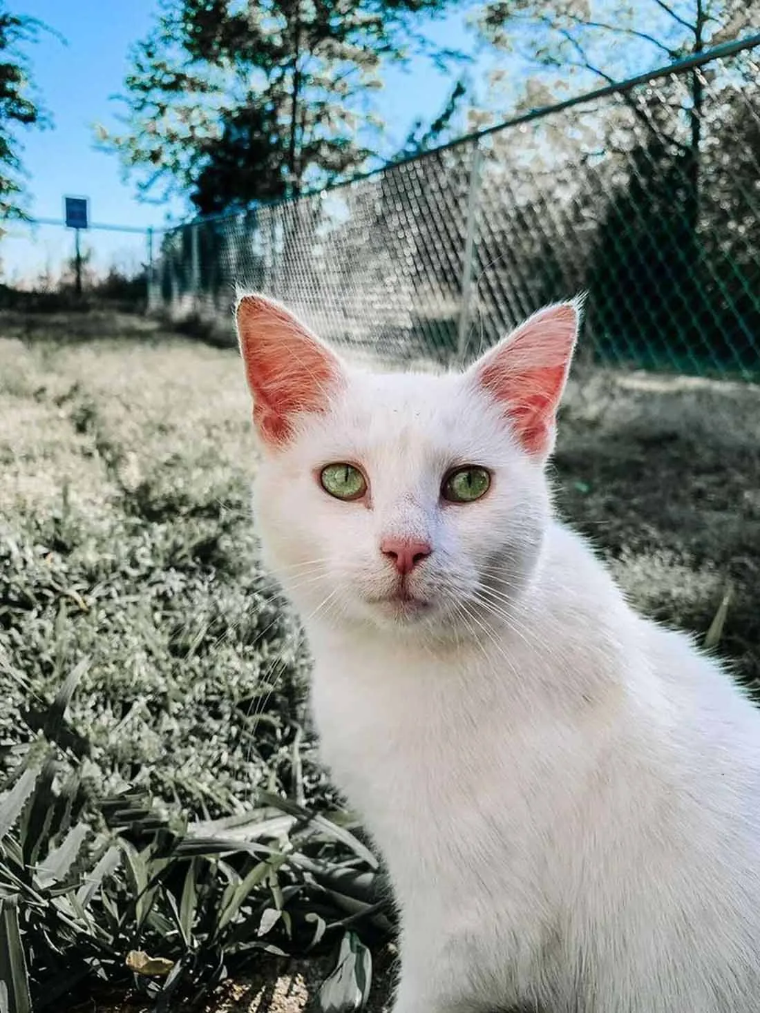 Madre gata sin hogar