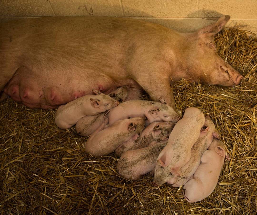 Matilda y bebés