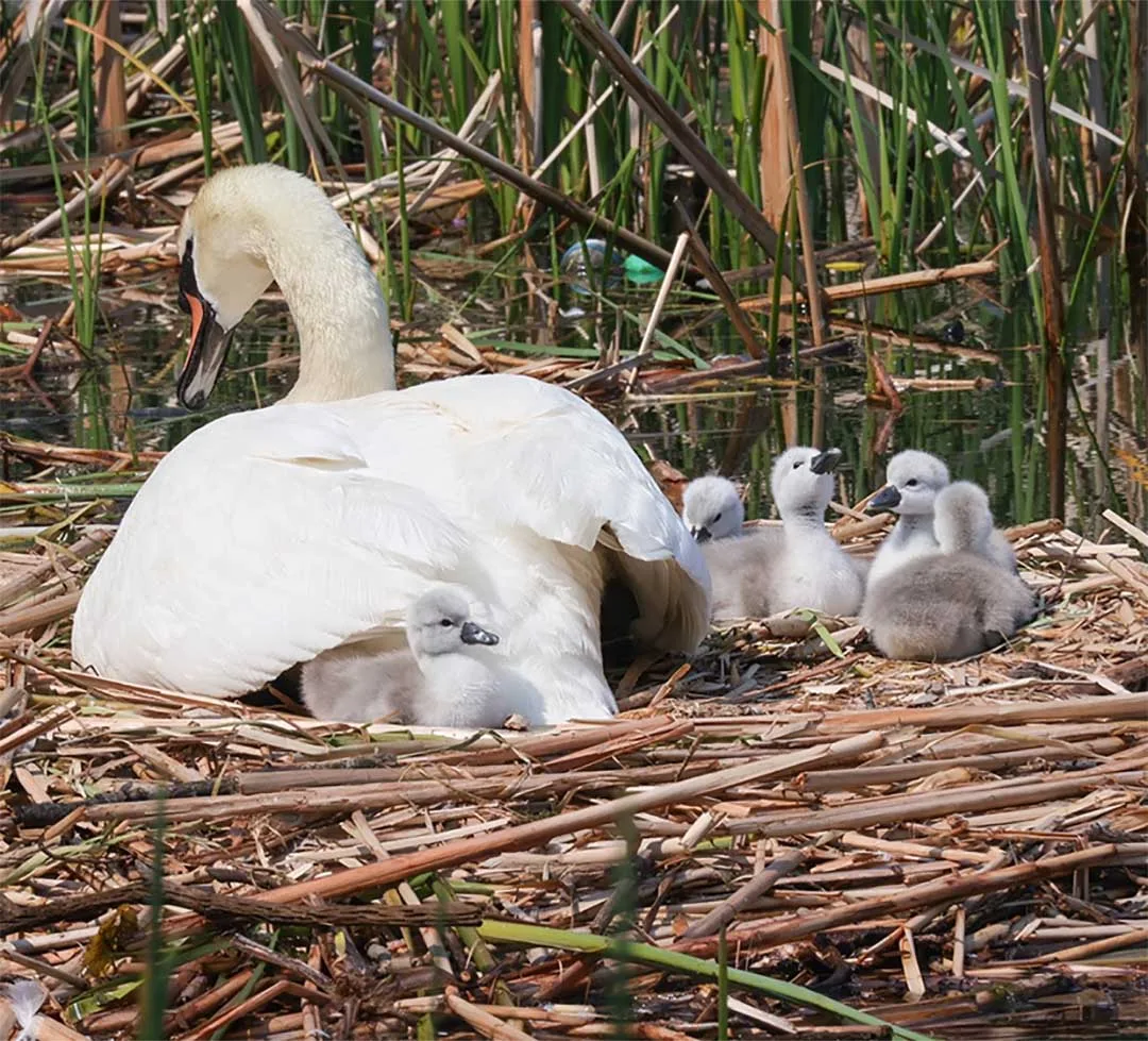 Padre cisne cuidando bebés