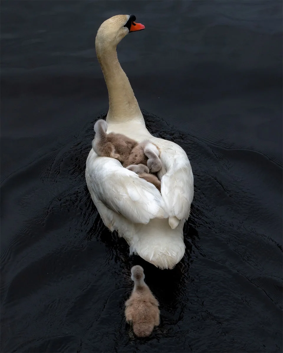 Padre cisne y polluelos nadando