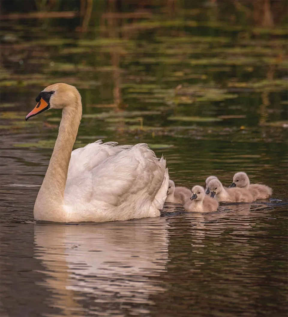 Padre cisne y polluelos