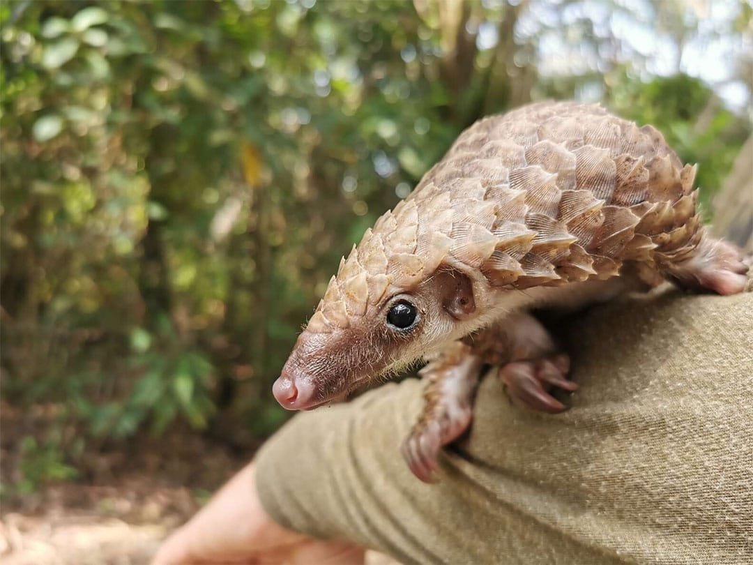 Pangolín rescatado