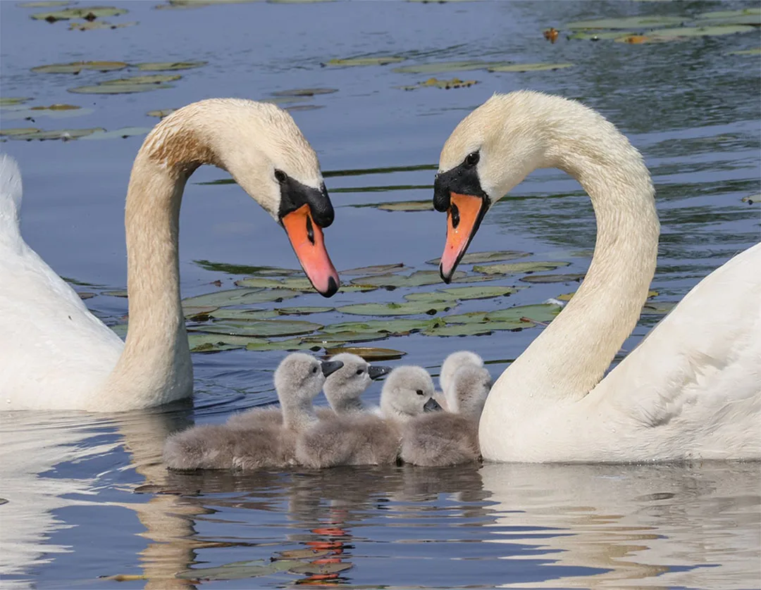 Pareja de Cisnes