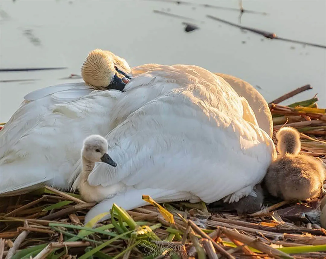 Pareja de cisnes y bebés